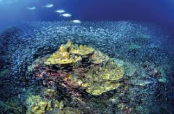 deep sea gold mining